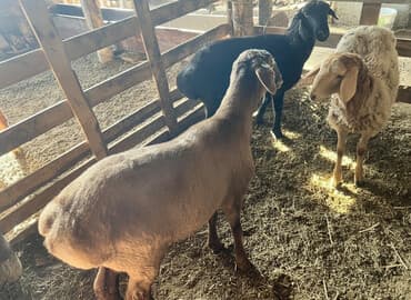 tuxedo порода кошек цена: Продаю | Овца (самка) | Для разведения | Матка — 1