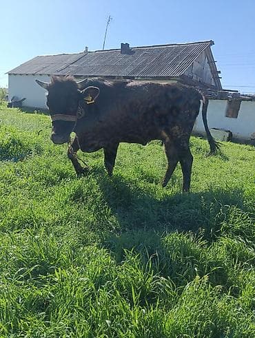 малочный каровы: Продаю | Корова (самка) | Для разведения | Привязанные — 2