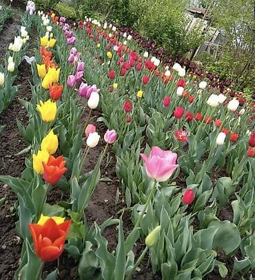 марковка резка: Тюльпаны садовые — срезка и луковицы - Ассортимент: однотонные и — 8