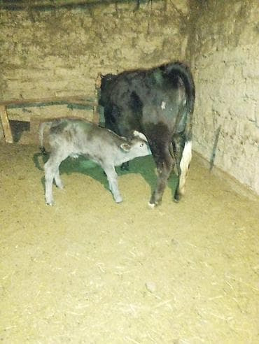 Кемирүүчүлөр: Сатам | Уй (ургаачы) | Сүт алуу үчүн | Музоологондон кийин — 2