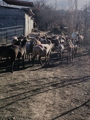 Собаки: Продаю | Овца (самка) | На забой | Племенные — 1