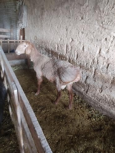 пчелы матки: Продаю | Овца (самка) | Гиссарская | Для разведения | Племенные — 6