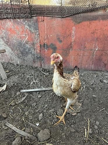 фазан бишкек: Сатам | Тооктор | Тебиштирүүчү | Көбөйтүү үчүн — 6