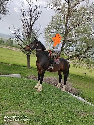 продаю жеребенка: Продаю | Конь (самец) | Рабочий — 3