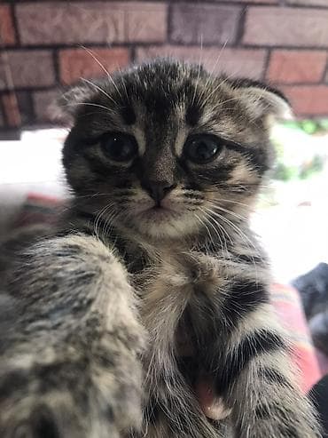 Животные: Котята - Помёт из трёх девочкщ : два серых короткошёрстных и один — 2