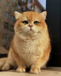 ящик для документов: ✨ БРИТАНСКИЕ КОТЯТА ЗОЛОТИСТОЙ ШИНШИЛЛЫ В ПОИСКАХ ДОМА! ✨ Наши малыши — 1