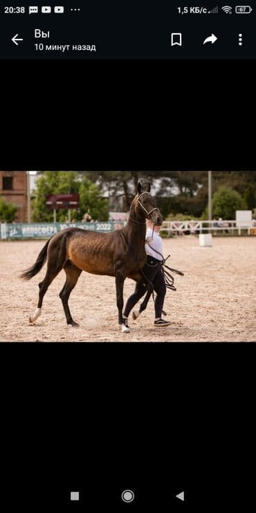 Жылкылар, аттар: Сатам | Байтал | Көбөйтүү үчүн, Ат спорту | Асыл тукумдуу, Жасалма жол менен боозутуу — 2