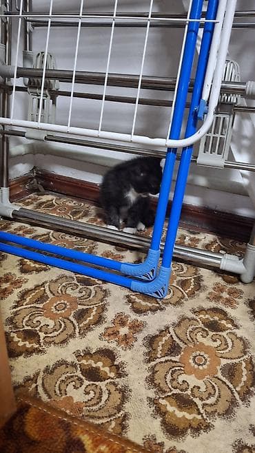 Продажа кошек: Отдаём котят в добрые руки. 1 кот,2 кошки. Мама вислоухая шатланка - — 5