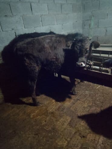 козы камори: Продаю | Бык (самец) | На откорм | Привязанные — 2