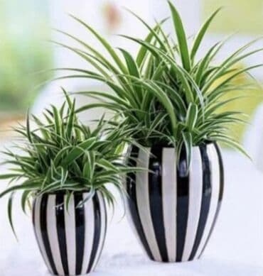 Декор и интерьер: Хлорофитумы. распродажа Хлорофитум - можно по праву назвать — 2