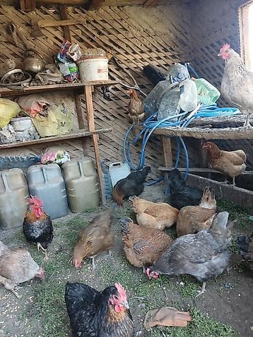 Продаю | Куры | Домашняя | Для разведения at lalafo.kg Продаю | Куры | Домашняя | Для разведения