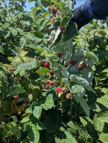 садовый измельчитель бишкек: Саженцы малины (садовые местные сорта) имеется 300 штук - — 1