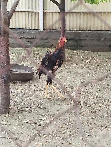 бекер уй: Сатам | Короздор — 4