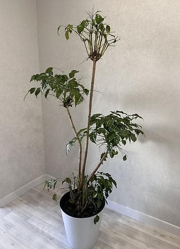 Продаю своё кофейное дерево 🌿 к сожалению не успеваю за ним ухаживать lalafo.kg да Продаю своё кофейное дерево 🌿 к сожалению не успеваю за ним ухаживать