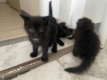 белые вислоухие котята: Скотиш Фолд (Шотландская вислоухая), 1 месяц, Девочка, Черный, Приучена к лотку — 4