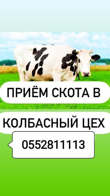 собачий дом: Куплю | Коровы, быки, Лошади, кони, Другие с/х животные | Любое состояние, Забитый, Круглосуточно — 1