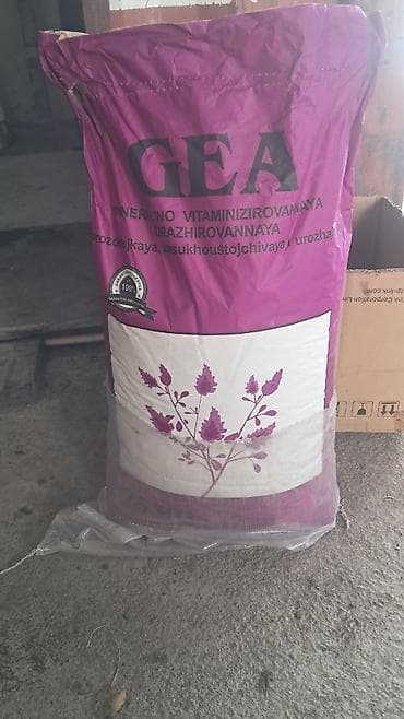 семена капусты в бишкеке: ОПТОМ ОПТОМ Беде уругу Джеа Багира сорттору. 24/7 на связи — 4