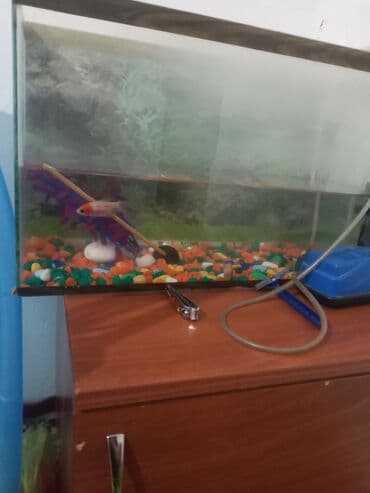 компресор для аквариума: Аквариумный комплект для дома/офиса - Стеклянный аквариум — 2