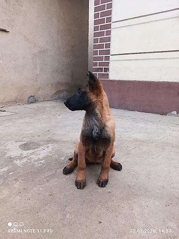 Ветеринар кызматы: Бельгия овчаркасы, 3 айлык, Ургаачы, Ит тегин тастыктоочу документ — 6