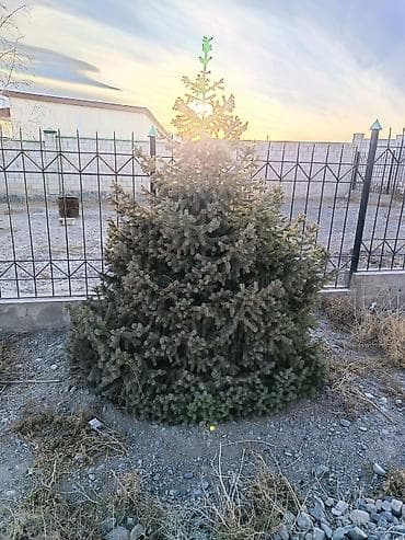 Семена и саженцы: 4 Елка 2 берёза сатылат бары 10миң сом Ель голубая (Picea pungens) — 2