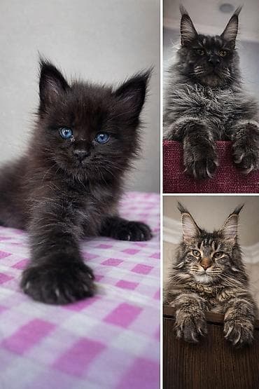 кукуруза сорт маями: Порода: Мейн-кун Окрас: чёрный (solid black) Тип шерсти: длинная — 3