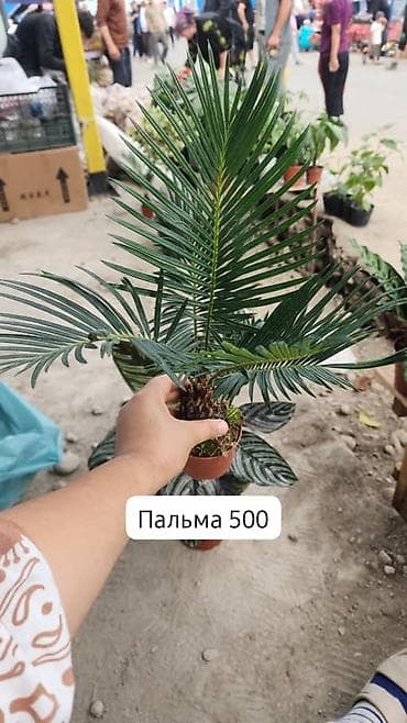 ош мебил: Комнатные растения в горшках: - Антуриум красный, крупный куст с — 4
