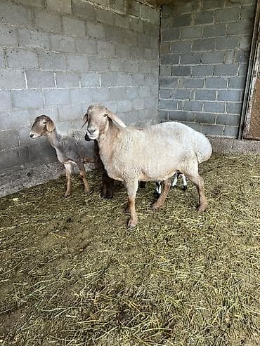 дратхаар бишкек: Сатам | Ургаачы кой (ургаачы) | Көбөйтүү үчүн | Ургаачы — 3