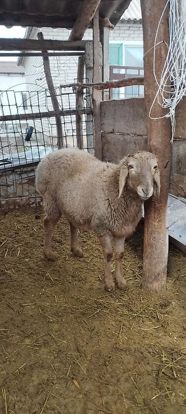 Кошки: Продаю | Баран (самец) | Для разведения | Осеменитель — 1