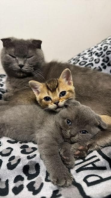scottish fold: Шотландские котята (Scottish Fold/Scottish Straight) Описание: - — 7