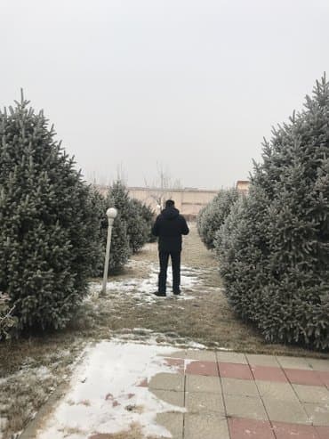 Бакча инвентары: Көчөттөр дарактардын: Карагайлар — 1