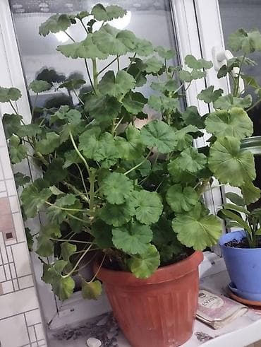 листы контейнера: Толстянка (денежное дерево), крупный куст в пластиковом горшке. - — 7