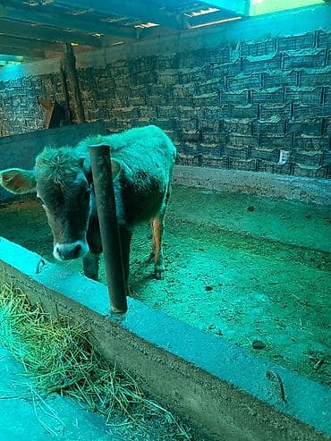 натуральный мёд: Продаю | Тёлка | На откорм — 1