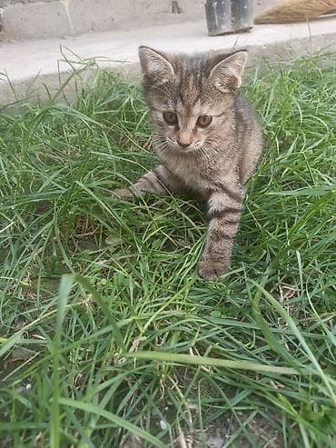 Кошки: Отдам котят в добрые руки бесплатно Котята домашние, окрас: - — 8
