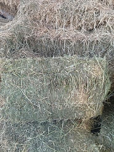 чип для лошадей: Сено в тюках - Плотно спрессованные прямоугольные тюки. - Мелкая — 1