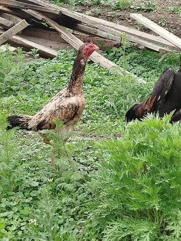 алмаша: Сатам | Тооктор — 3