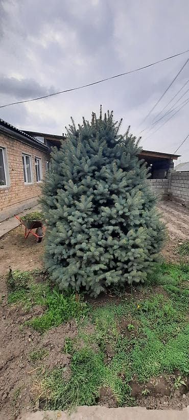 Ель голубая (Picea pungens Glauca) — крупное декоративное хвойное