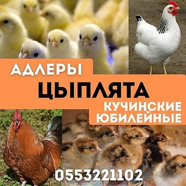 Тооктор, короздор: Сатам | Балапандар | Кучинская | Союуга, Көбөйтүү үчүн, Жумуртка туудуруу үчүн — 1
