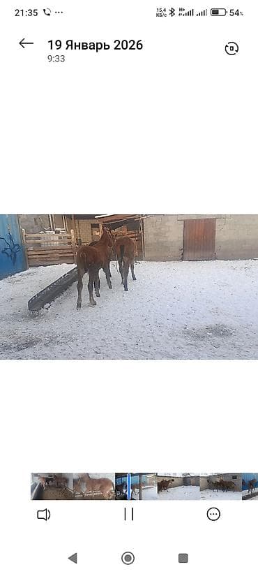 французский баран: 3 эркек. 1 ургаачы тайлар сатылат — 2