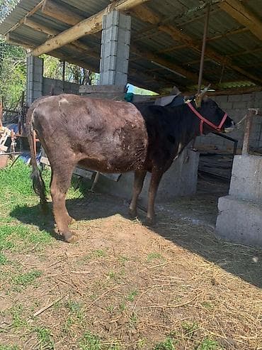 Продаю | Корова (самка) | Для молока | Привязанные