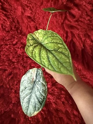 саж: Ароидные комнатные растения (редкие сорта), в индивидуальных — 4