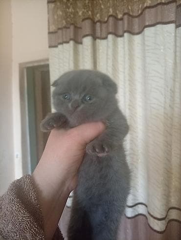 Башка жаныбарлар: Плюшевые котята серо-голубого окраса.писать только Вацап бронирование — 6