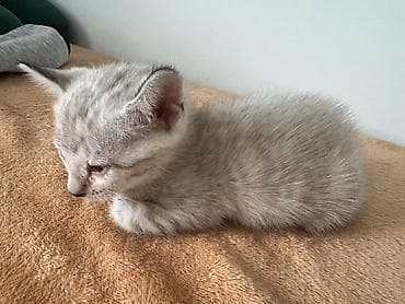 малинкий кошка: Бенгальские котята 2 месяца с редким ярким рисунком - Окрас — 3