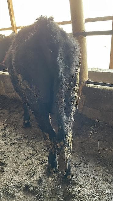 девушки талас: Продаю | Бык (самец) | На откорм, Для разведения — 5