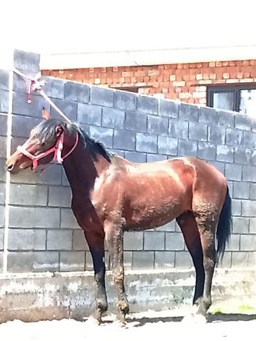 теке коза: Продаю | Конь (самец) | Конный спорт — 2