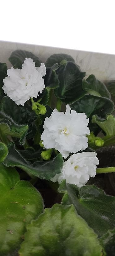 Продукты питания: Сортовые фиалкидетки,листовые черенки — 4