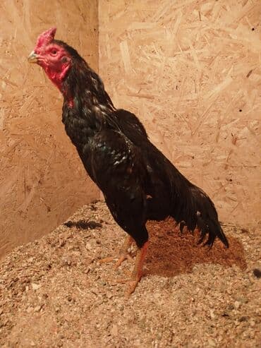 куры токмок: Сатам | Тооктор — 2