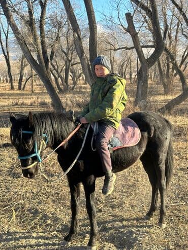 собака авчарка: Продаю | Конь (самец) | Рабочий — 3