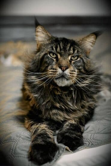 отдам машину в хорошие руки бесплатно: Кошка даром: Мейн-кун, 2 года, Мальчик, Проглистована, С прививками, Кастрирована — 2