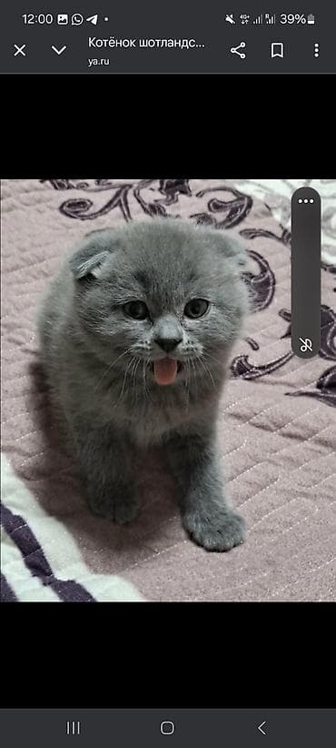 Скотиш Фолд (Шотландская вислоухая), 4 месяца, Девочка