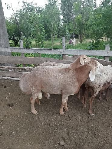 куры брама кохинхин: Продаю | Ягненок | Эдильбаевская | Для разведения — 4